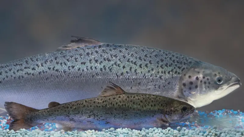 AquaAdvantage Salmon has been FDA approved