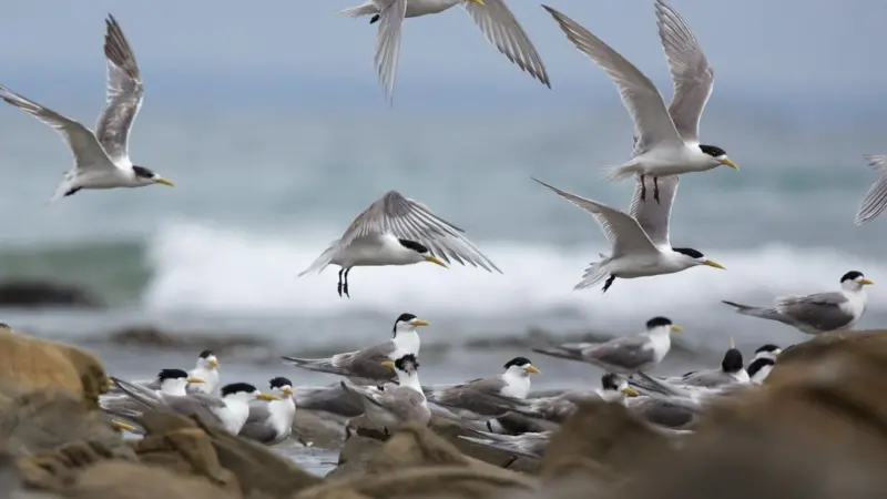 Greater crested tern (Sterna Bergii), D'Estrees Bay, Kangaroo Island