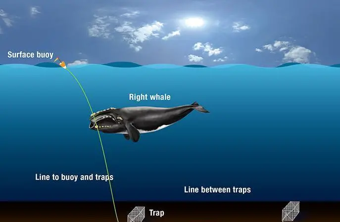 Illustration of how North Atlantic right whales get entangled in fishing gear. Credit: Illustration by Graphic Services, Woods Hole Oceanographic Institution
