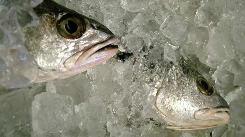 Researchers have been studying how to find out if frozen fish was fresh at the time of freezing. Credit: Lotus Head from Johannesburg, Gauteng, South Africa/GFDL/CC-BY-SA-3.0