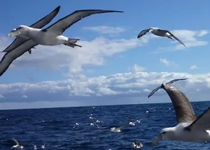 The bird baffler has reduced interactions with seabirds by more than 90%. Credit: AFMA