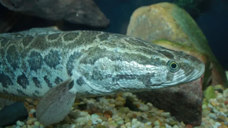 Snakehead. Credit: Brian Gratwicke, CC BY 2.0 via Commons