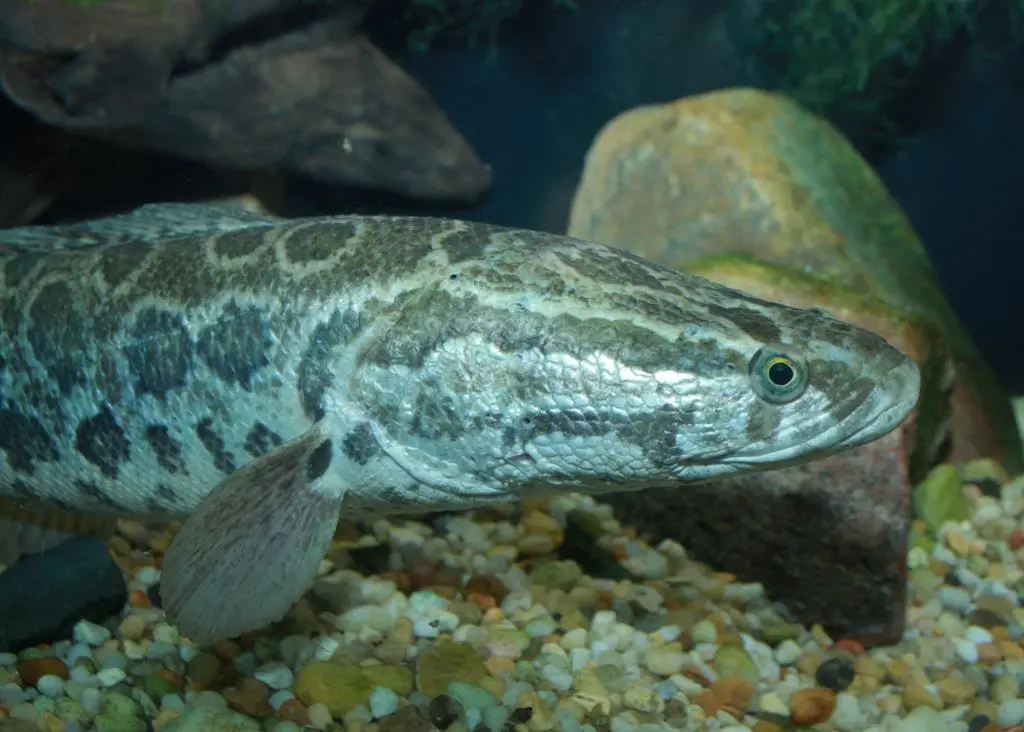 Snakehead. Credit: Brian Gratwicke, CC BY 2.0 via Commons