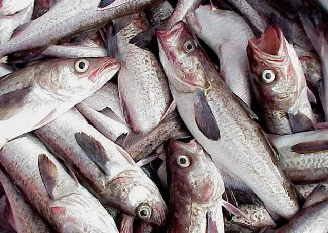 Alaska pollock. Credit: NOAA
