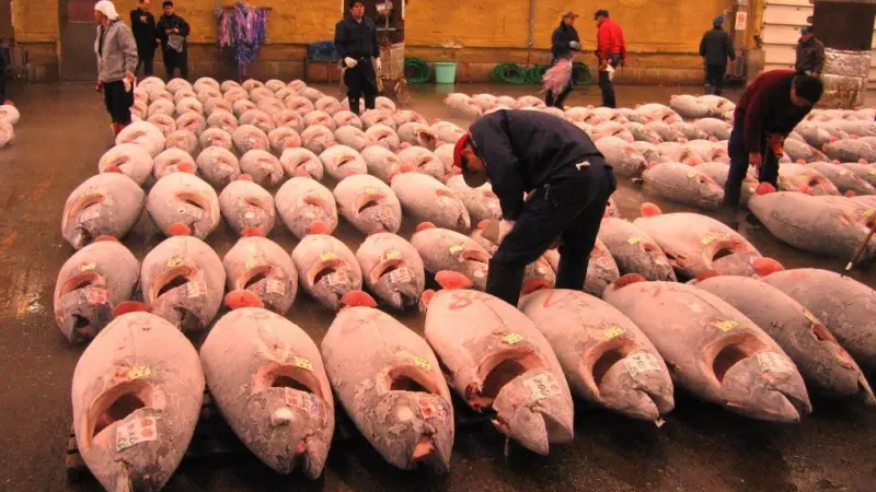 Tokyo's Tsukiji Fish Market. Credit: Fisherman/CC BY-SA 3.0 via Wikimedia Commons