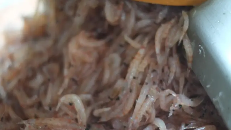Tharos’ oil extraction technology has developed beyond krill