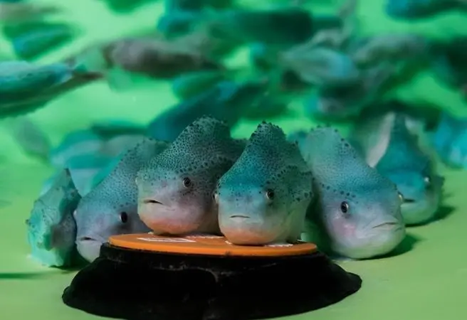 The project will explore new markets for lumpfish