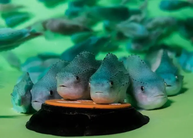 The project will explore new markets for lumpfish