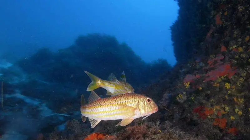 Red mullet - Oceana accuses the EU of passivity in its commitment to end overfishing in the Mediterranean