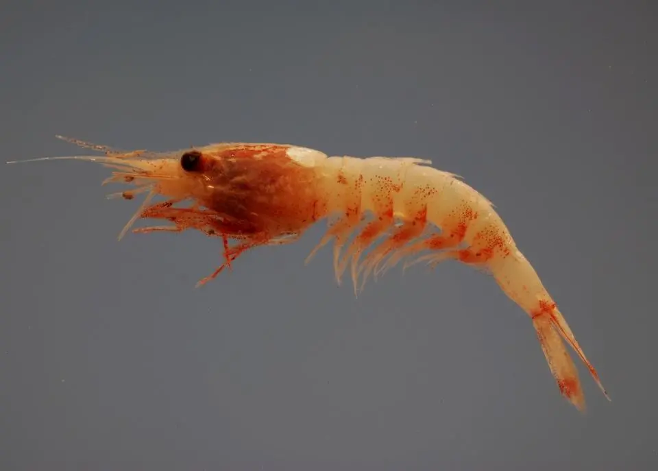 The modules have been designed to help the global shrimp farming industry better manage EMS. Credit: SEFSC Pascagoula Laboratory; Collection of Brandi Noble, NOAA/NMFS/SEFSC