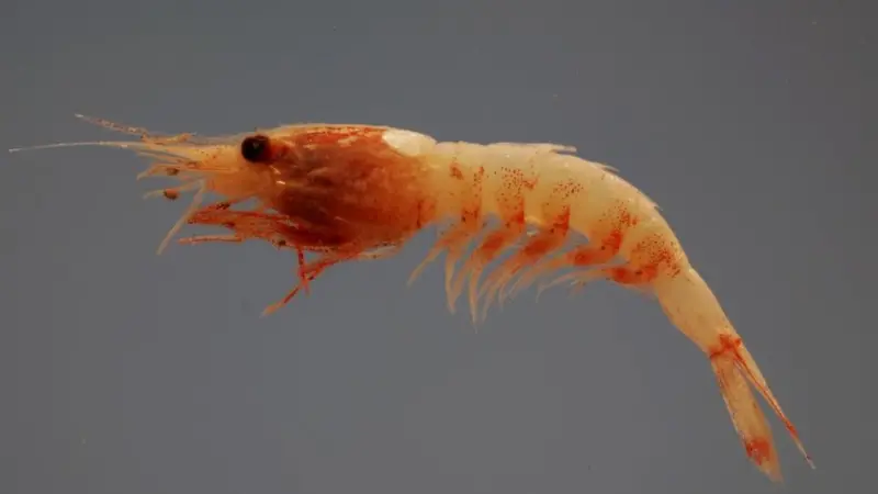 The modules have been designed to help the global shrimp farming industry better manage EMS. Credit: SEFSC Pascagoula Laboratory; Collection of Brandi Noble, NOAA/NMFS/SEFSC