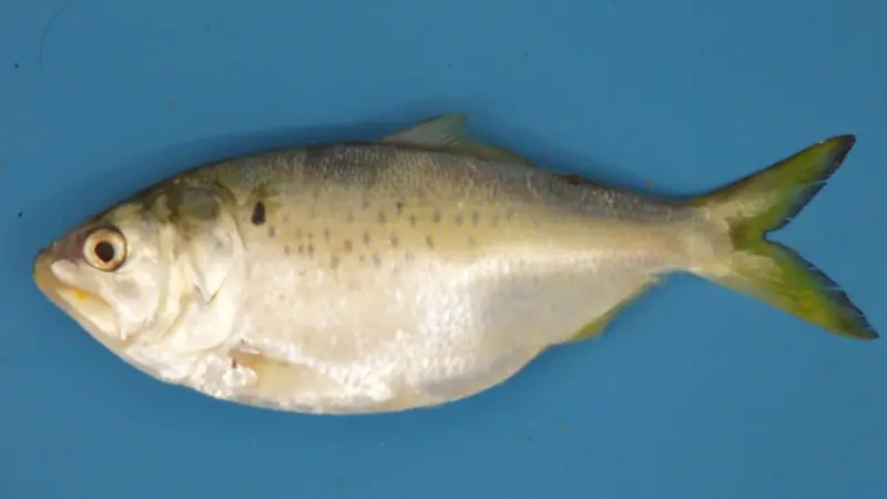 The menhaden. whose reproductive success is thought to be influenced primarily by climatic cycles