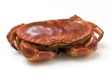 Brown crab