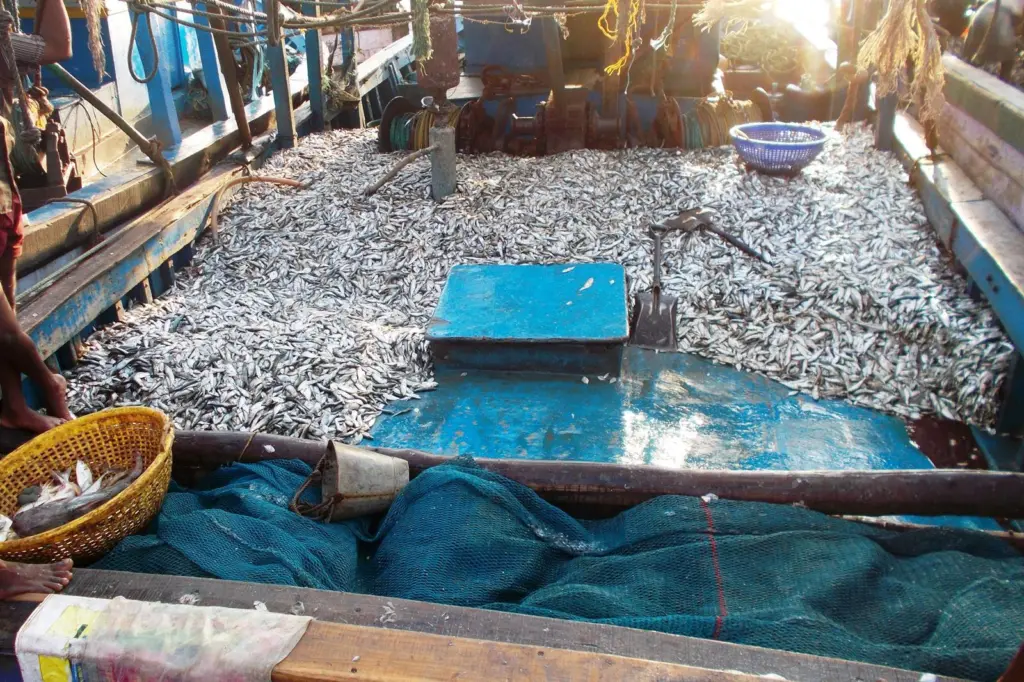 Fish stocks are stable in some places, increasing in others and in some areas they are declining