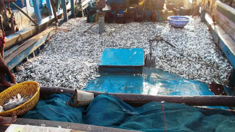 Fish stocks are stable in some places, increasing in others and in some areas they are declining