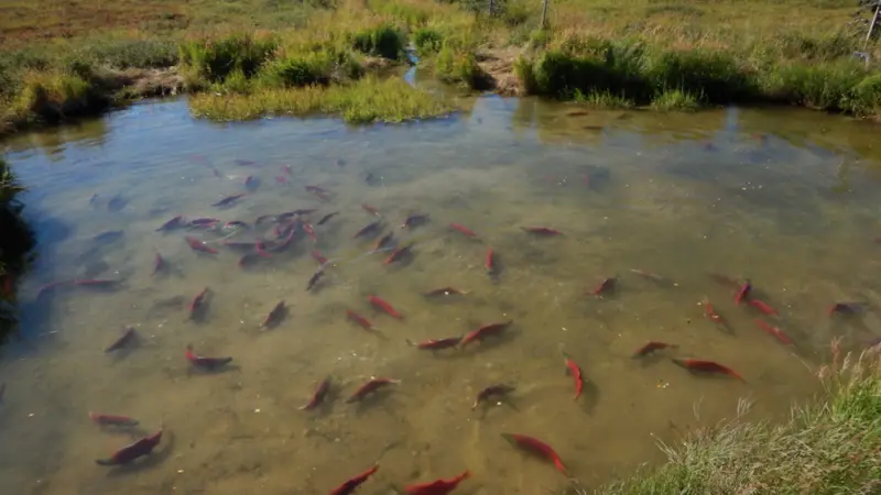 Researchers are studying what effect water temperatures have on sockeye salmon. Photo by Peter Westley.