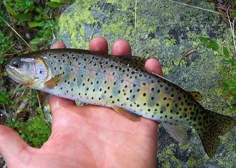 New research finds that the hormone ethinyl-estradiol, an active substance in many types of contraceptive pill, affects both fish behaviour and their genes. Photo: B. Olsen
