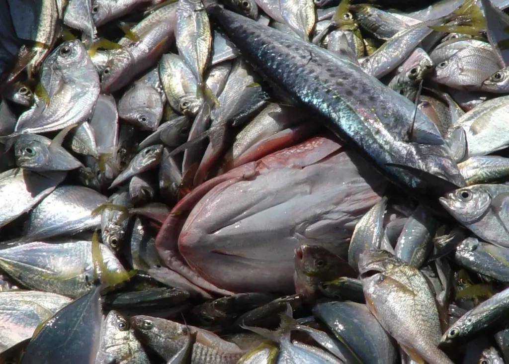 Illegal fishing is still a major problem. Credit: NOAA
