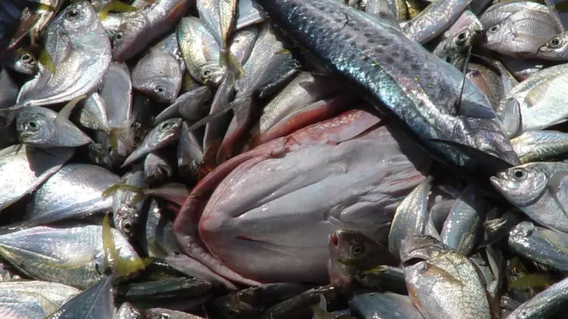 Illegal fishing is still a major problem. Credit: NOAA