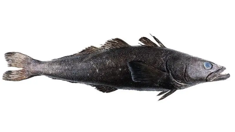 A group of pirates notorious for the illegal fishing of toothfish has been halted by Operation Yuyus
