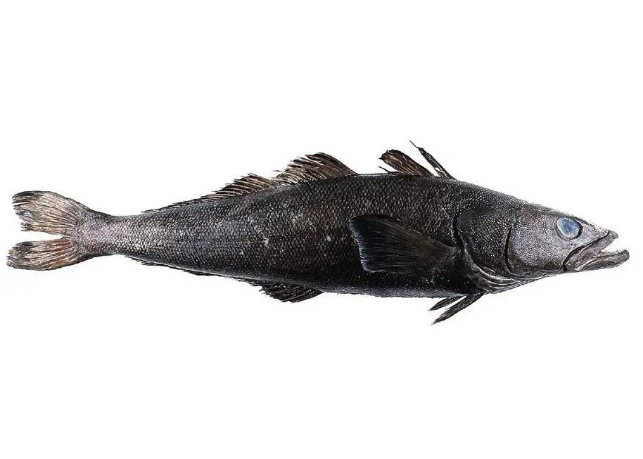 A group of pirates notorious for the illegal fishing of toothfish has been halted by Operation Yuyus