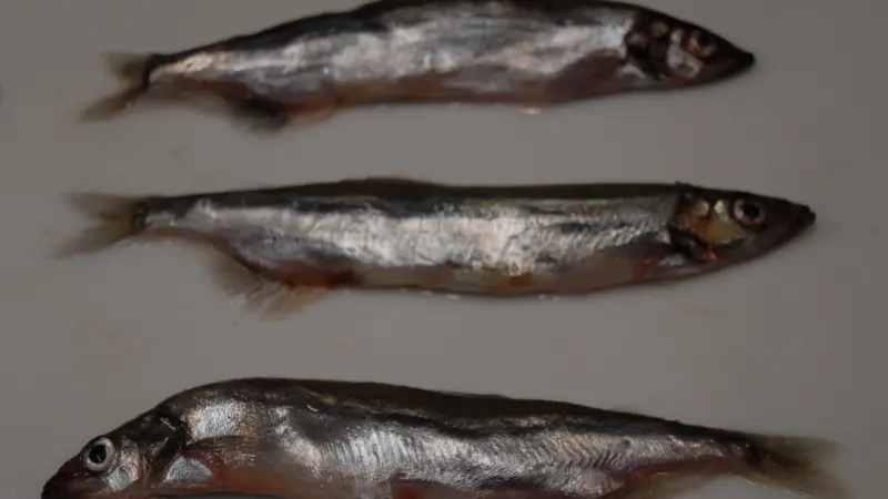 Ocean conditions are thought to be affecting the quality and abudance of capelin, an important prey for northwest Atlantic salmon