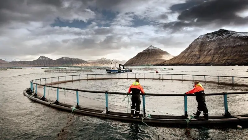 The demand for Faroese salmon is huge. Credit: www.bakkafrost.fo