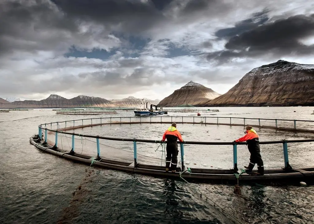 The demand for Faroese salmon is huge. Credit: www.bakkafrost.fo