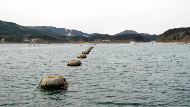 Five years after the devastating Japanese tsunami, Miyagi Prefecture Fisheries Cooperative oyster farms are celebrating ASC certification