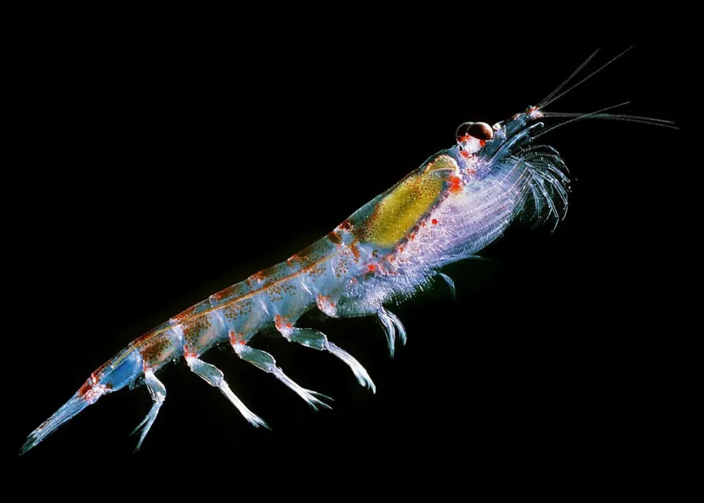 Antarctic krill. Credit: Uwe Kils/CC BY-SA 3.0, via Wikimedia Commons