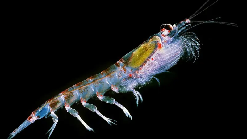 Antarctic krill. Credit: Uwe Kils/CC BY-SA 3.0, via Wikimedia Commons