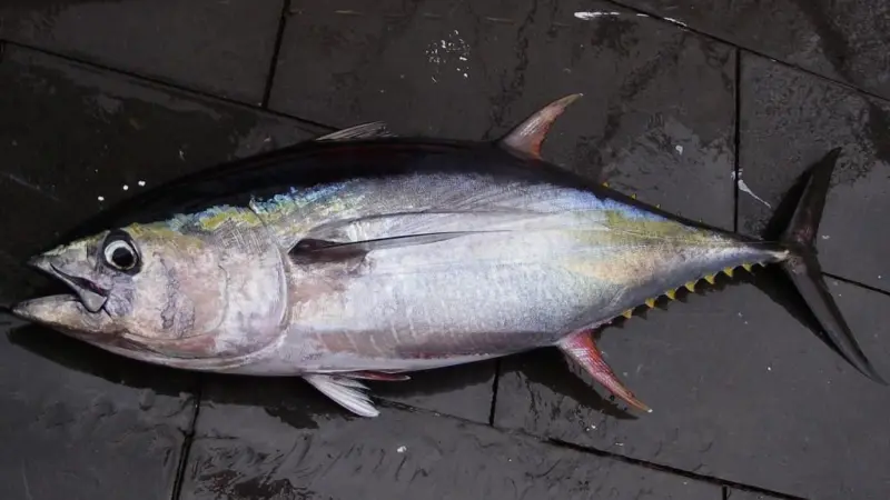 The Maldives pole and line yellowfin tuna certificate has been suspended. Credit: NOAA