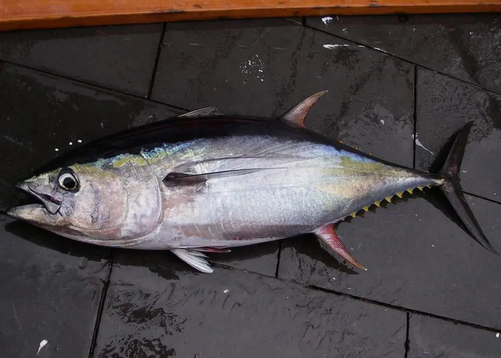 The Maldives pole and line yellowfin tuna certificate has been suspended. Credit: NOAA