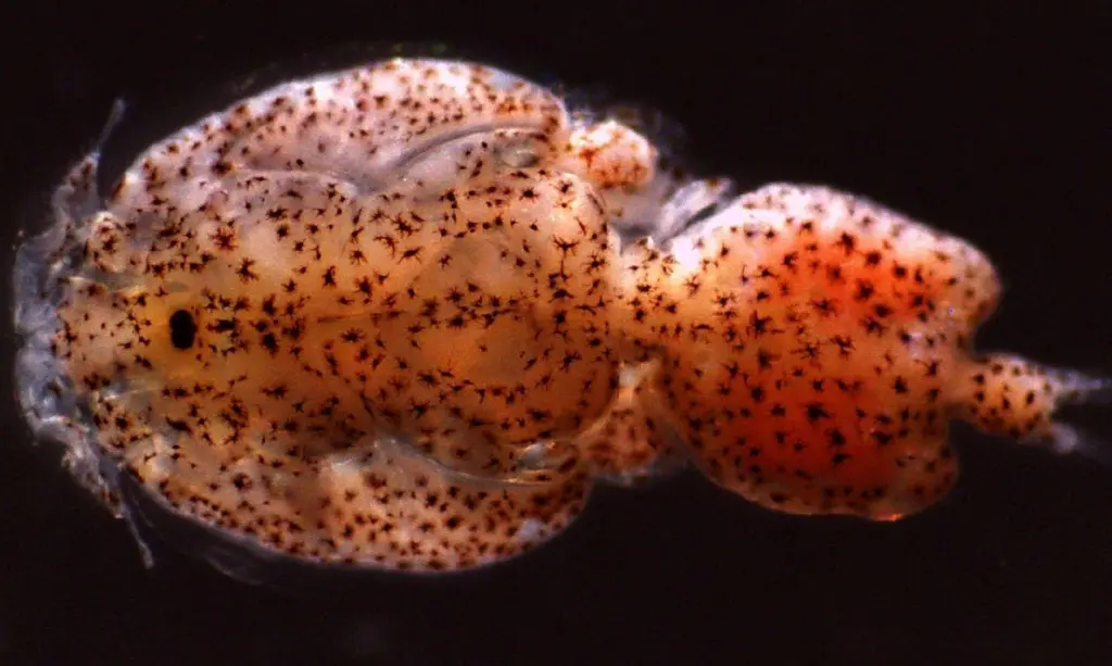 Sea louse (Caligus rogercressyi). Credit: Marcos Godoy, CIBA