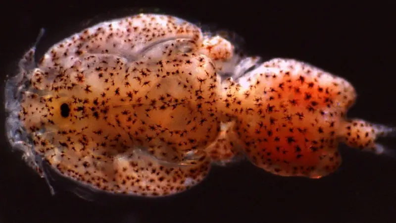 Sea louse (Caligus rogercressyi). Credit: Marcos Godoy, CIBA