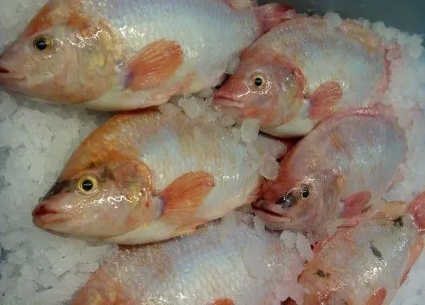 Tropical Aquaculture has expanded its tilapia network with the addition of GeneSeas and Netuno to its farming cooperative