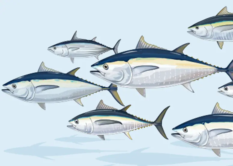 The report estimates the global value of tuna to be more than US$42 billion