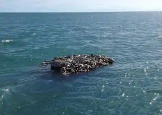 Ghost net floating off Boigu Island, Torres Strait
