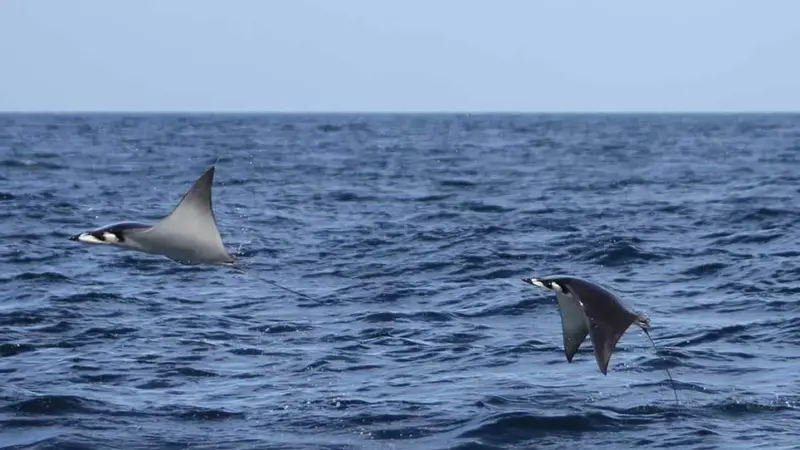 Devil rays are among the oceans’ most vulnerable animals