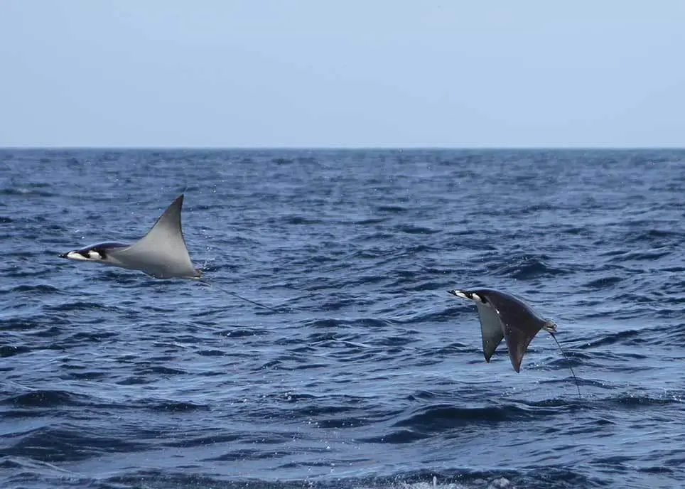 Devil rays are among the oceans’ most vulnerable animals