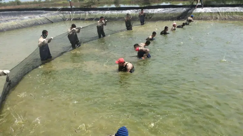 Harvesting shrimp from the ponds, Indonesia