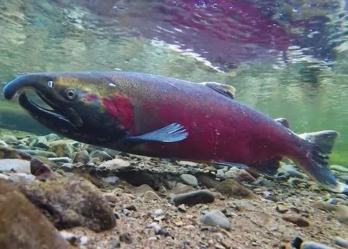 An earbone deformity is thought to be the cause of hearing loss in half of farmed Atlantic salmon