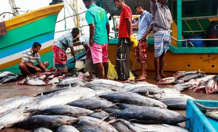 Tuna and fish landed to market in Sri Lanka
