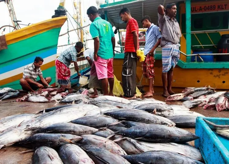 Tuna and fish landed to market in Sri Lanka