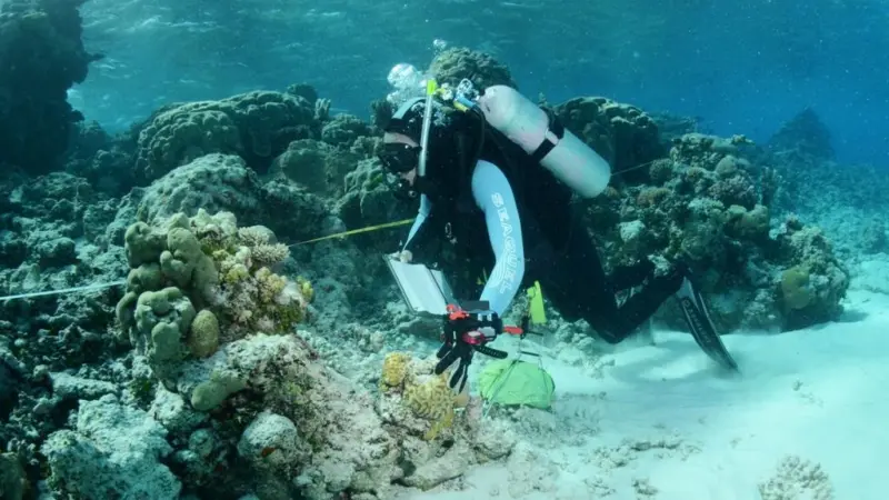 Reef Life Survey diver surveying fishes in the Coral Sea. Credit: Graham Edgar