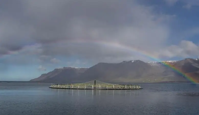 Arctic Fish is the first Icelandic aquaculture producer to become ASC certified