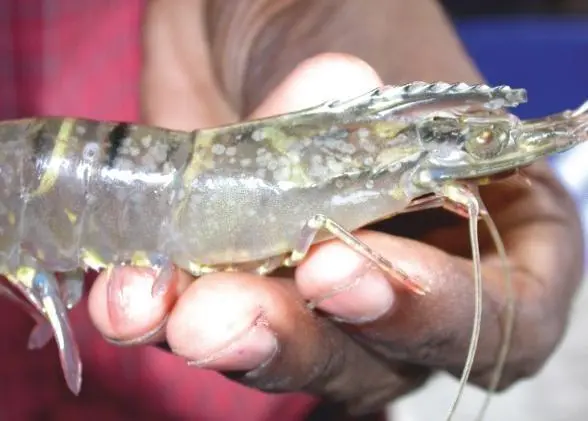 White Spot Syndrome Virus-infected tiger shrimp Penaeus monodon. Image courtesy of Dr A.S. Sahul Hameed, C. Abdul Hakeem College, India