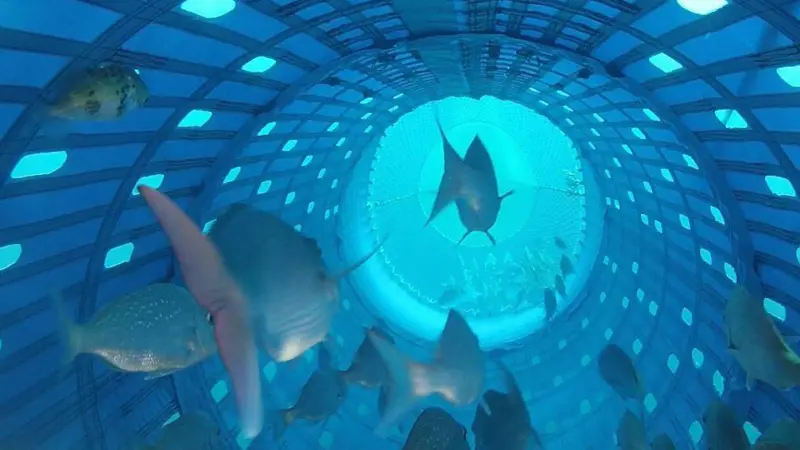 Snapper inside the Precision Seafood Harvesting technology, which has won the inaugural Maori Innovation Award at the 2016 New Zealand Hi-Tech Awards