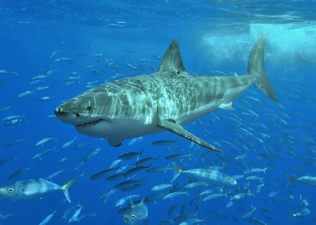 The chief executive of the Western Australian Fishing Industry Council has urged industry experts to examine the closure of a shark fishery, citing concerns about public safety and seafood supply
