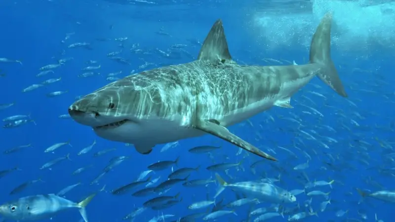 The chief executive of the Western Australian Fishing Industry Council has urged industry experts to examine the closure of a shark fishery, citing concerns about public safety and seafood supply
